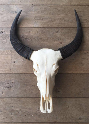 Skull echt buffel