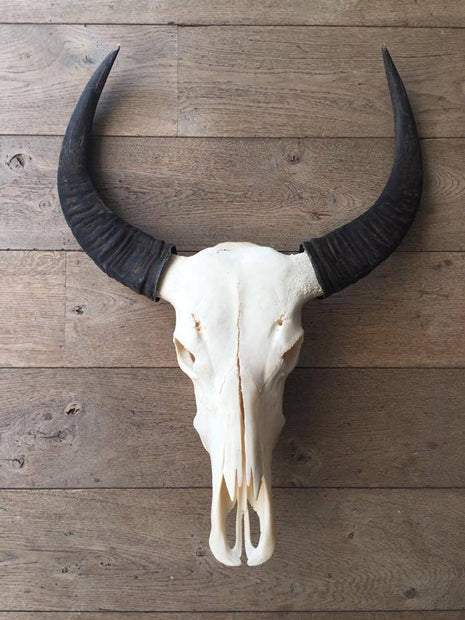 Skull echt buffel